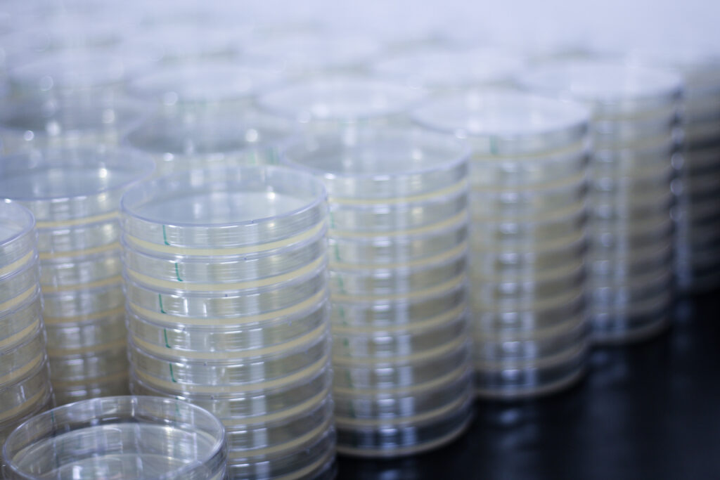 Multiple rows of freshly poured Tryptic Soy Agar petri plates.